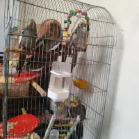 یک جفت عروس هلندی مولد صحیح و سالم و درشت|پرنده|قم, گلزار|دیوار