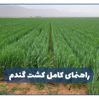 دو هکتار اجاره زمین کشاورزی در روستای کرد|اجارهٔ دفتر صنعتی، کشاورزی، تجاری|آق قلا, |دیوار