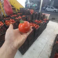گوجه ترش قوچان وفریمان باابگیری