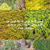 کلیه گل ها به قیمت عمده  به صورت تکی به فروش میرسد|گل و گیاه طبیعی|ماهدشت, |دیوار
