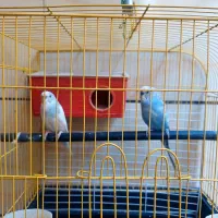 فروش دو مرغ عشق نر|پرنده|بهبهان, |دیوار