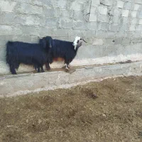 بز ابستن|حیوانات مزرعه|سرپل ذهاب, |دیوار