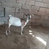 بز بربری آبستن