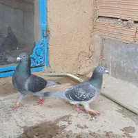 کبوتر مسافتی