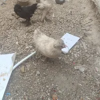 مرغ و جوجه