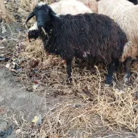 گوسفند ماده شیشک