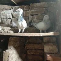 کبوتر پلاکی ناجلد معاوضه با مرغ و خروس فقط|پرنده|یزد, |دیوار