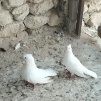 کبوتر بوشهری