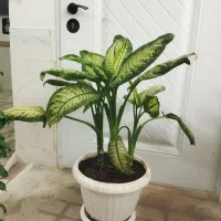 دییفن وفیلتوس