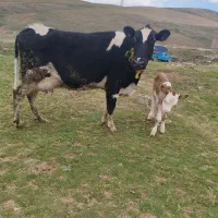 یک عدد گاو صحرایی با گوساله سیمنتال نر