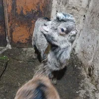 بره بزغاله  سالم