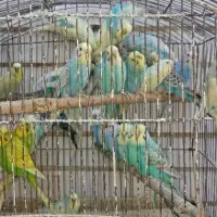 مرغ عشق انگلیسی رنگ خاص