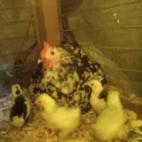 مرغ کوشین بلک متلد اصیل باجوجه  قوغاز و غاز دورگ