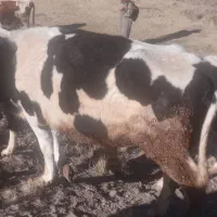 گوساله های ماده