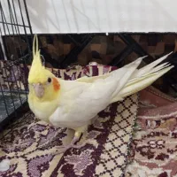 عروس هلندی