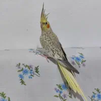 عروس هلندی|پرنده|پرهسر, |دیوار