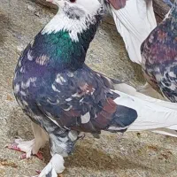 کبوتر اصیل ایران ..تهران ..خاوران