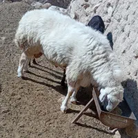 میش فروشی