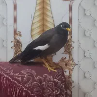 مرغ مینا