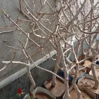 پست ه درجه یک