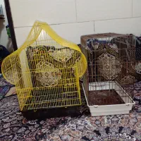قفس پرنده