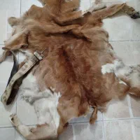 پوست بز قدیمی ب همراه کمربند