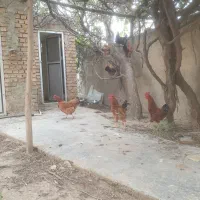 مرغ و خروس محلی
