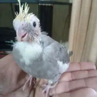 جوجه عروس هلندی سرلاکی  کاملا سالم سرحال