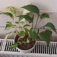 حراج گل پتوس و سانسوریا|گل و گیاه طبیعی|مبارکه, |دیوار