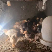 جوجه محلی(سیستانی)|حیوانات مزرعه|زابل, |دیوار