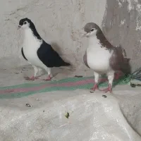 کبوتر|پرنده|نیشابور, مازول|دیوار