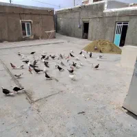 کبوتر|پرنده|قروه, |دیوار