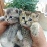 گربه بریتیش بلو گلد و بلک گلد