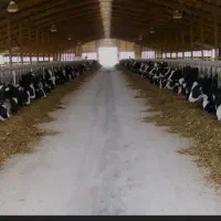 نیازمند یک نیروی مرد جهت کار در گاوداری