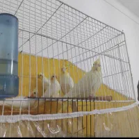 جفت عروس لوتینو مولد به شرط فیلم و عکس