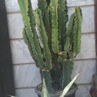 کاکتوس افوربیا و آگاو خنجری