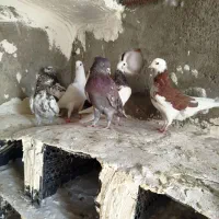 کبوتر یا کفتر|پرنده|کبودرآهنگ, |دیوار