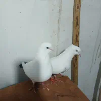 کفتر دم دار