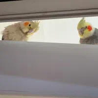 فروش عروس هلندی نر و ماده|پرنده|گرمسار, |دیوار