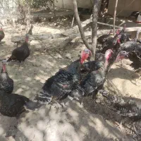 بوقلمون برنز|حیوانات مزرعه|کرج, شهرک بنفشه|دیوار