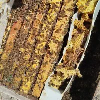 فروش زنبور عسل