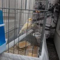 یک عدد قناری موزاییکی