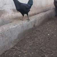 مرغ تاقچه لاری