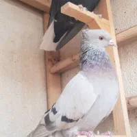 کفتر ماده دم سفید|پرنده|شیراز, صنایع الکترونیک|دیوار