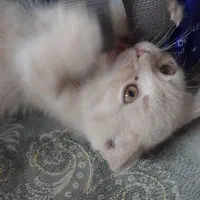 پیشی دوماهه