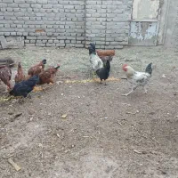 مرغ و خروس|حیوانات مزرعه|سبزوار, ابارش|دیوار