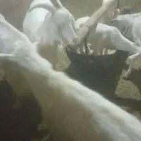 نر بز اصل سانن لنگه سه قول|حیوانات مزرعه|بن, |دیوار