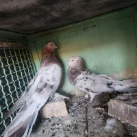 کفتر سرور|پرنده|ری, دیلمان|دیوار