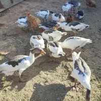 غاز‌محلی‌ارگانیک‌بادوعدد‌بوقلمون‌نر|حیوانات مزرعه|بشاریات, |دیوار