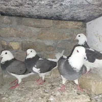 تعدادی کبوتر